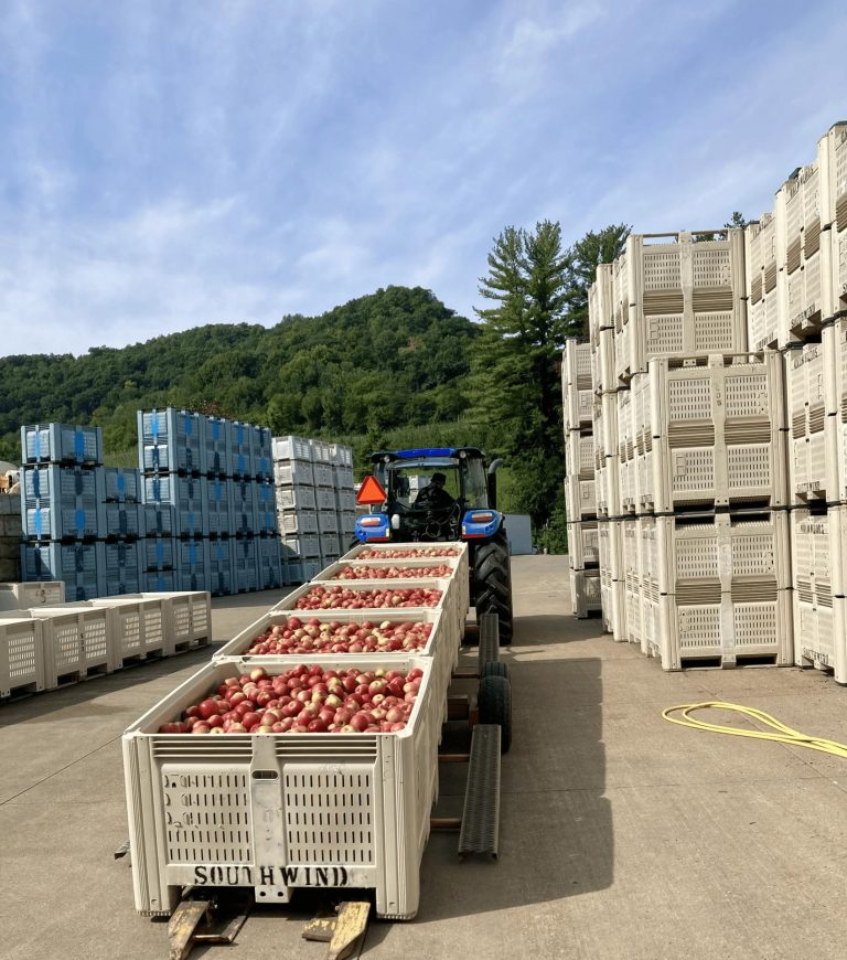 Crates of apples being moved by a forklift with stacks of crates on both sides.