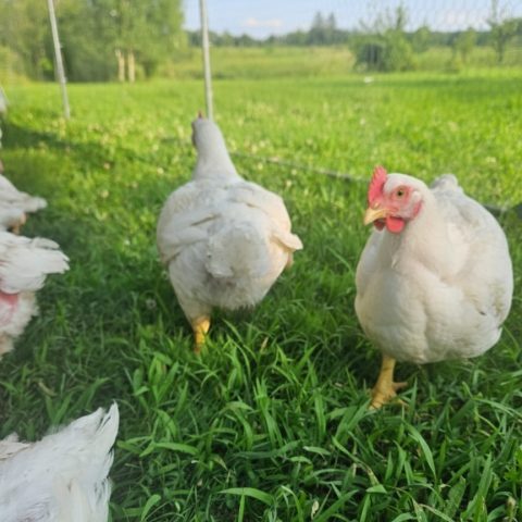 white chickens in a green yard