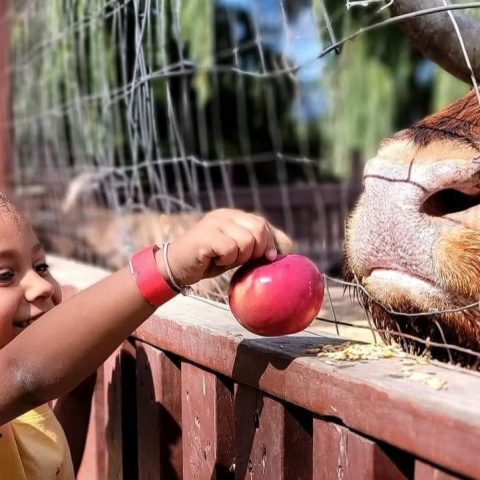 A happy girl feeds an apple to a Scottish Highland cow.