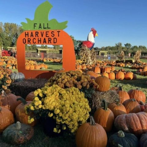 A pumpkin patch with a selfie station.