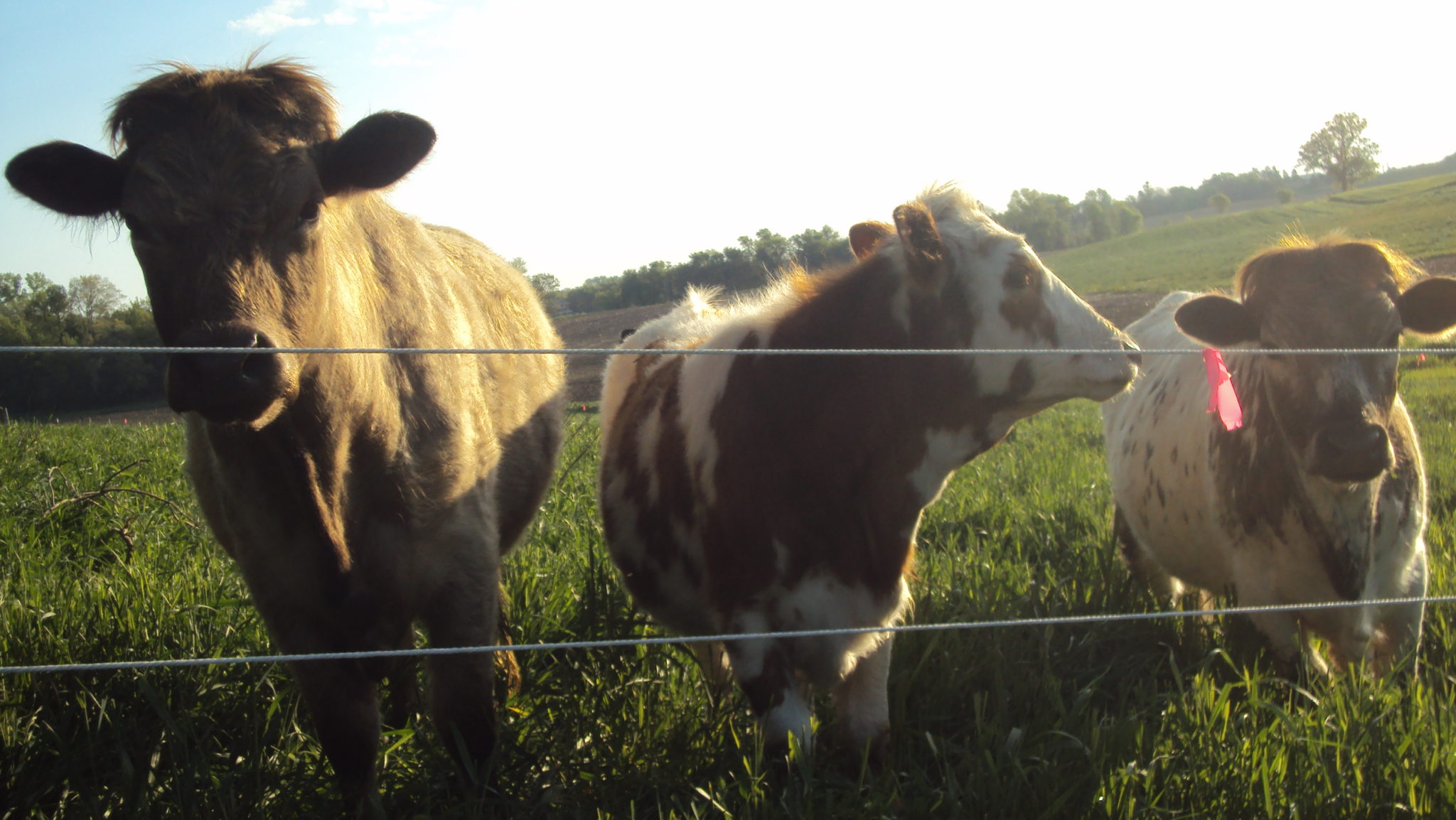 Beef Cattle on Pasture Minnesota Grown