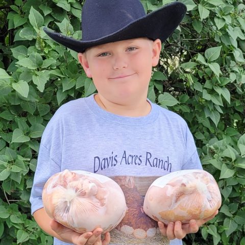 boy holding two chickens