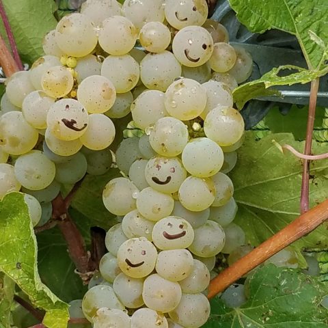 Vine of grapes with smiley faces. "Happy grapes make happy wine!"