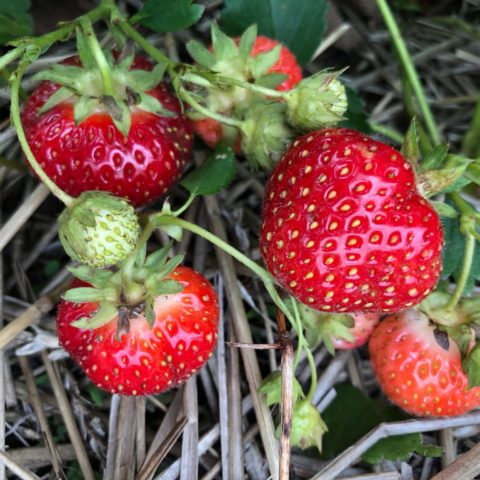 closeup of a cluster of strawberries on the plant