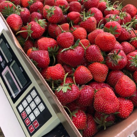 flat of strawberries sitting on the scale