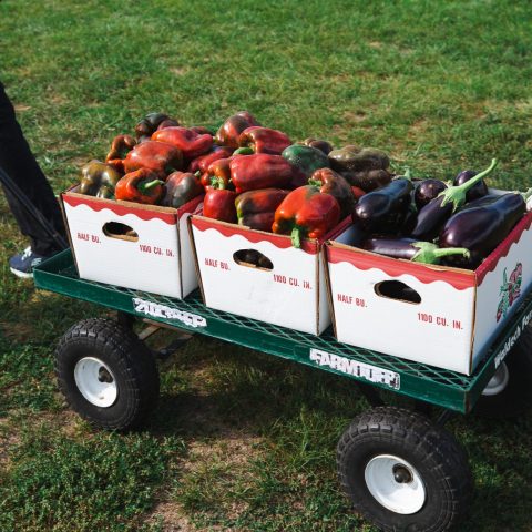 Cart with Picked-your-own peppers and eggplants