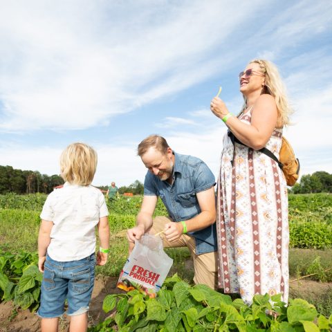 A family picking their own bush beans in the field