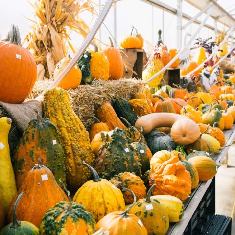 Pumpkins and Gourds Galore!