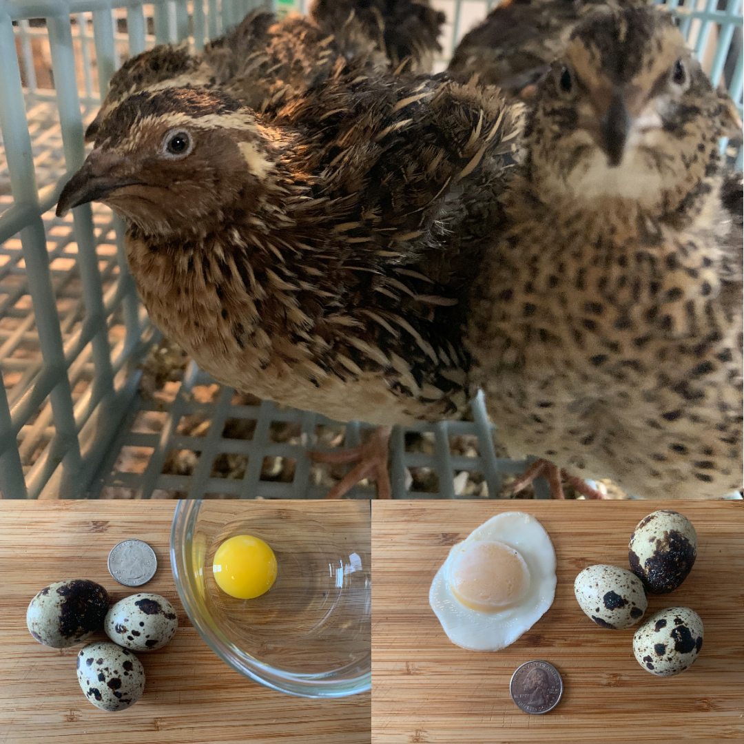 Quail | Minnesota Grown