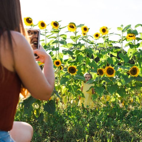 Woman taking photo of girl in the sunflower field