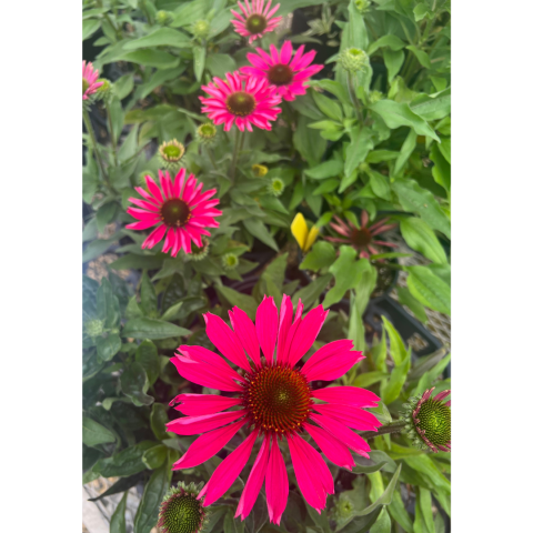 Pink Coneflower