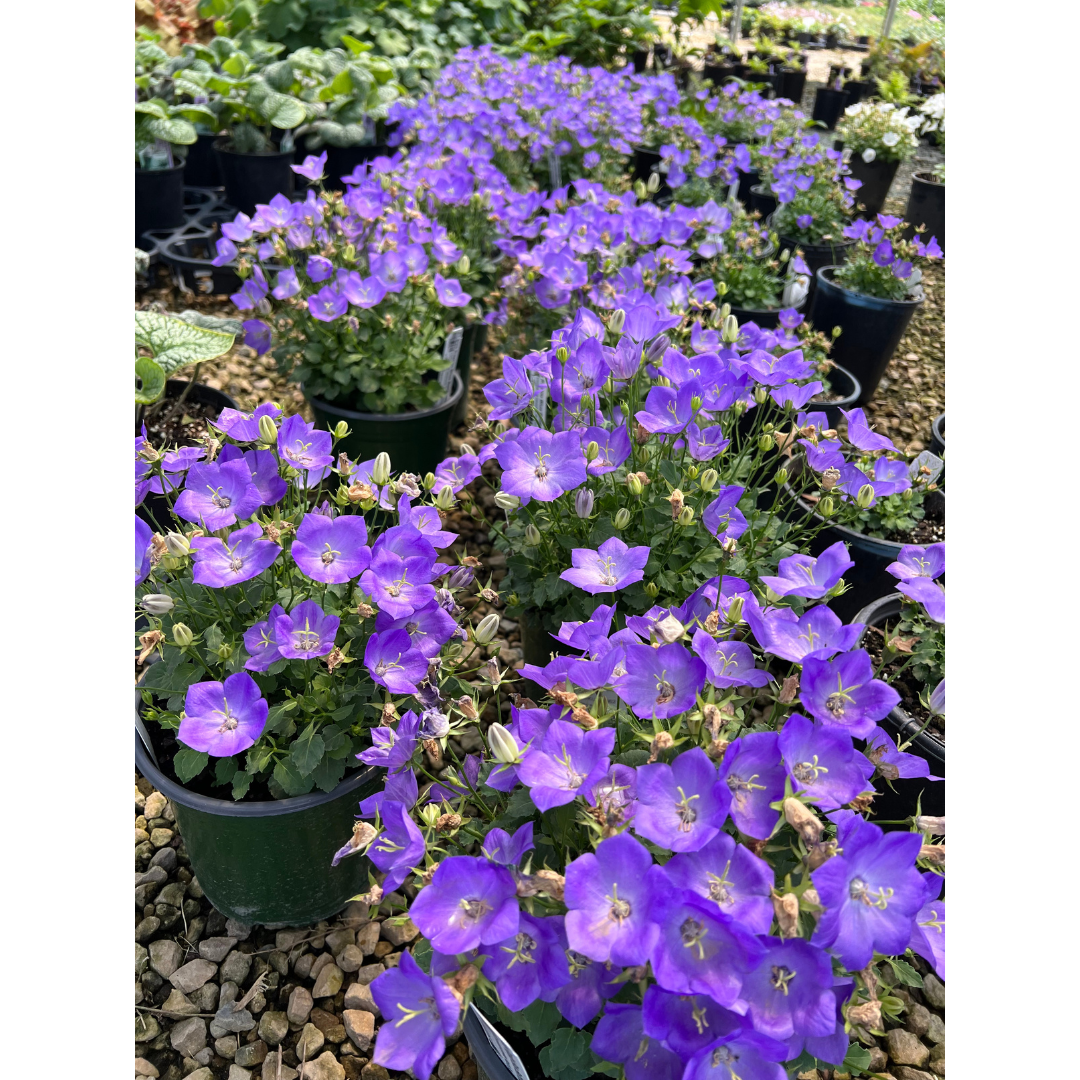 Abrahamson Nurseries - Minnesota Grown