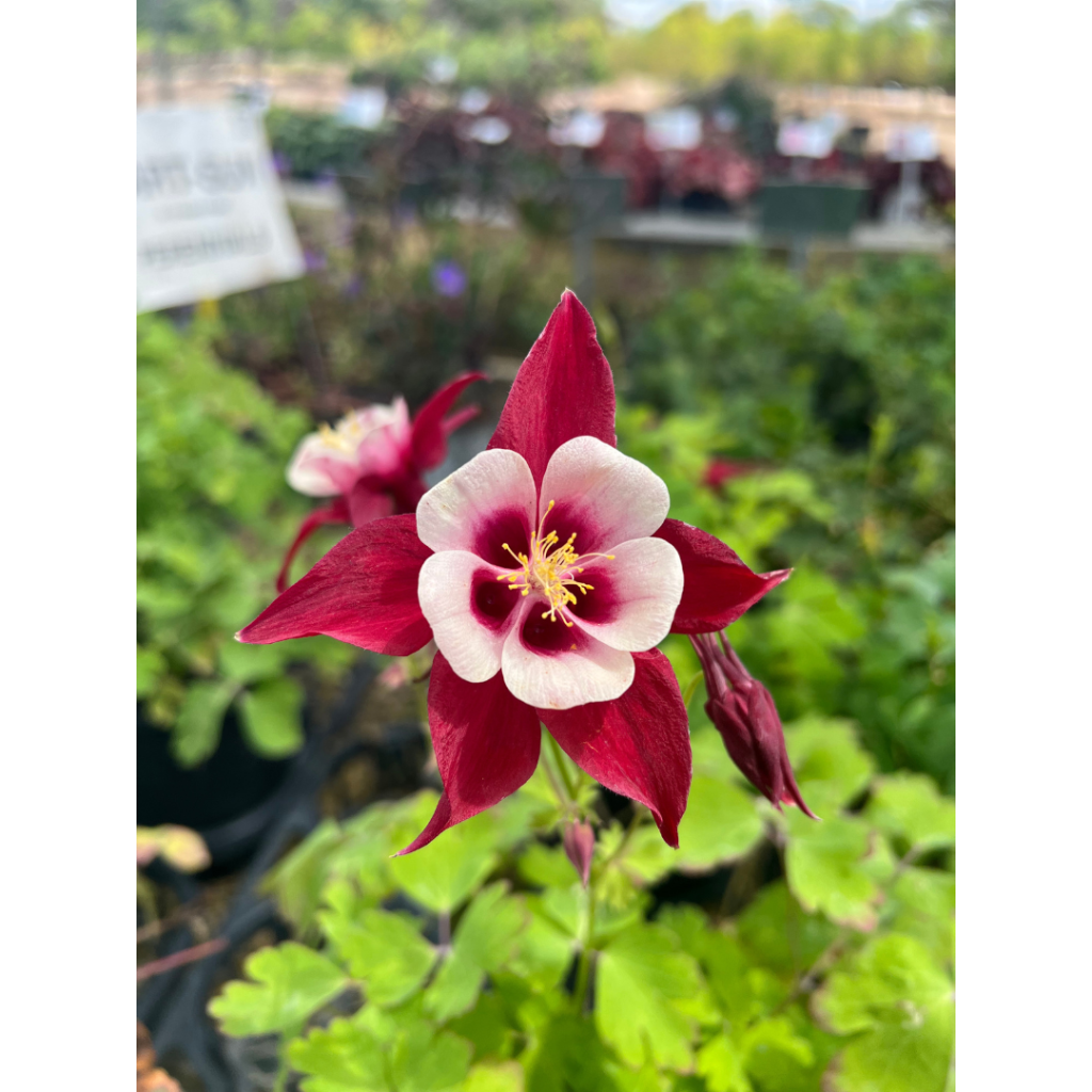 Abrahamson Nurseries - Minnesota Grown
