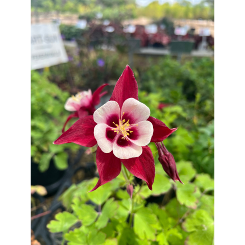 Burgandy and white Columbine