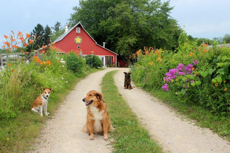 Farm dogs on a road in front of a red barn.