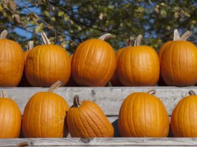 Pumpkins lined up