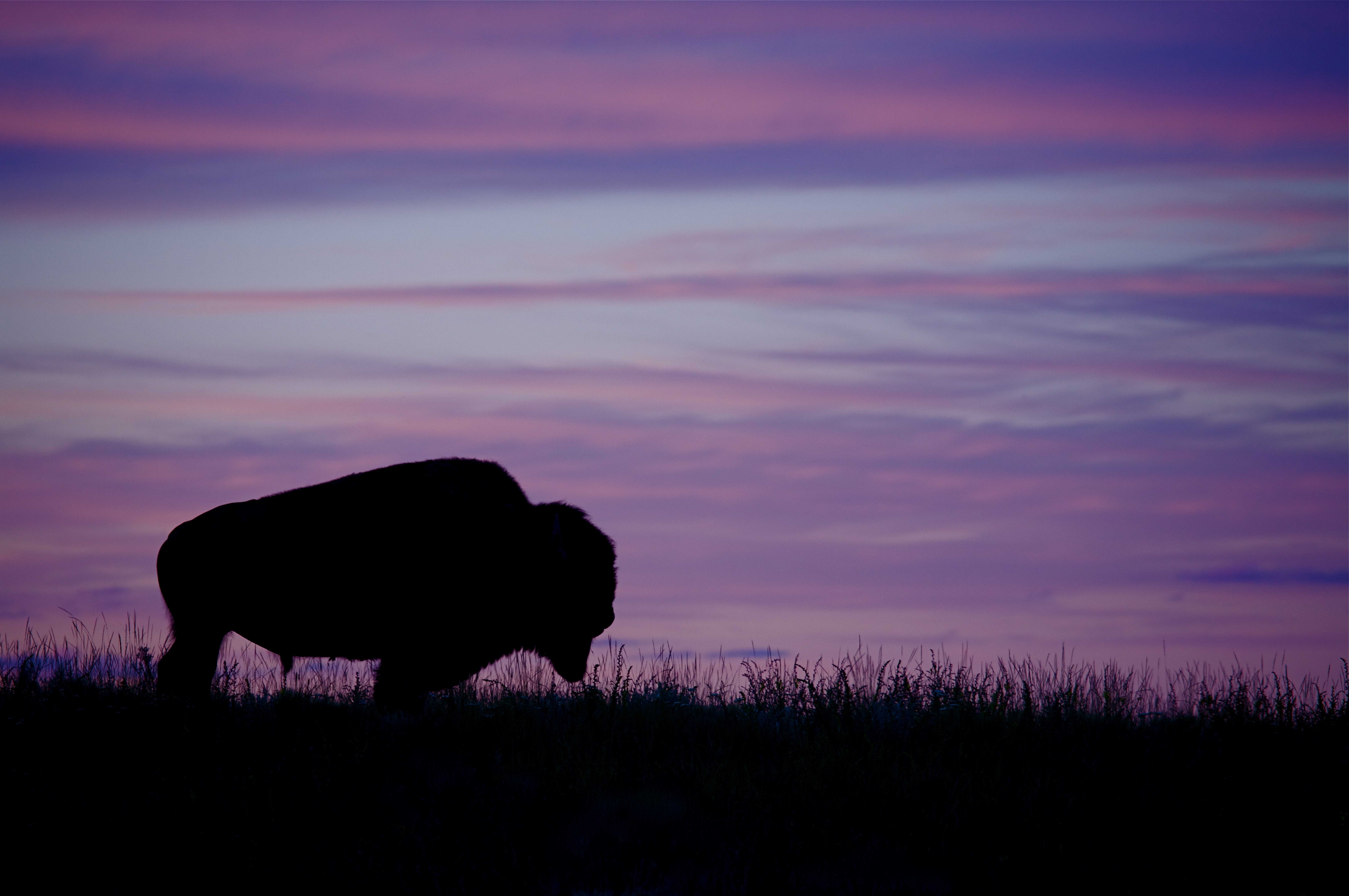 2018 10 30 Grazing Acres Submitted bison (3) Minnesota Grown