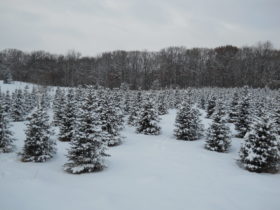field of snow covered christmas trees
