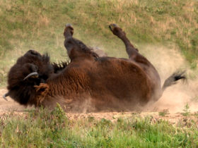 Bison rolling and kick up dust