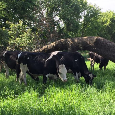 holsteins on pasture