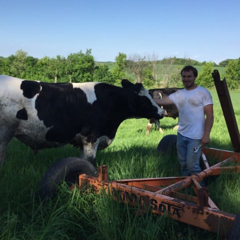 man standing with dairy cow