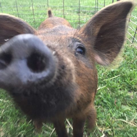 pig face close up