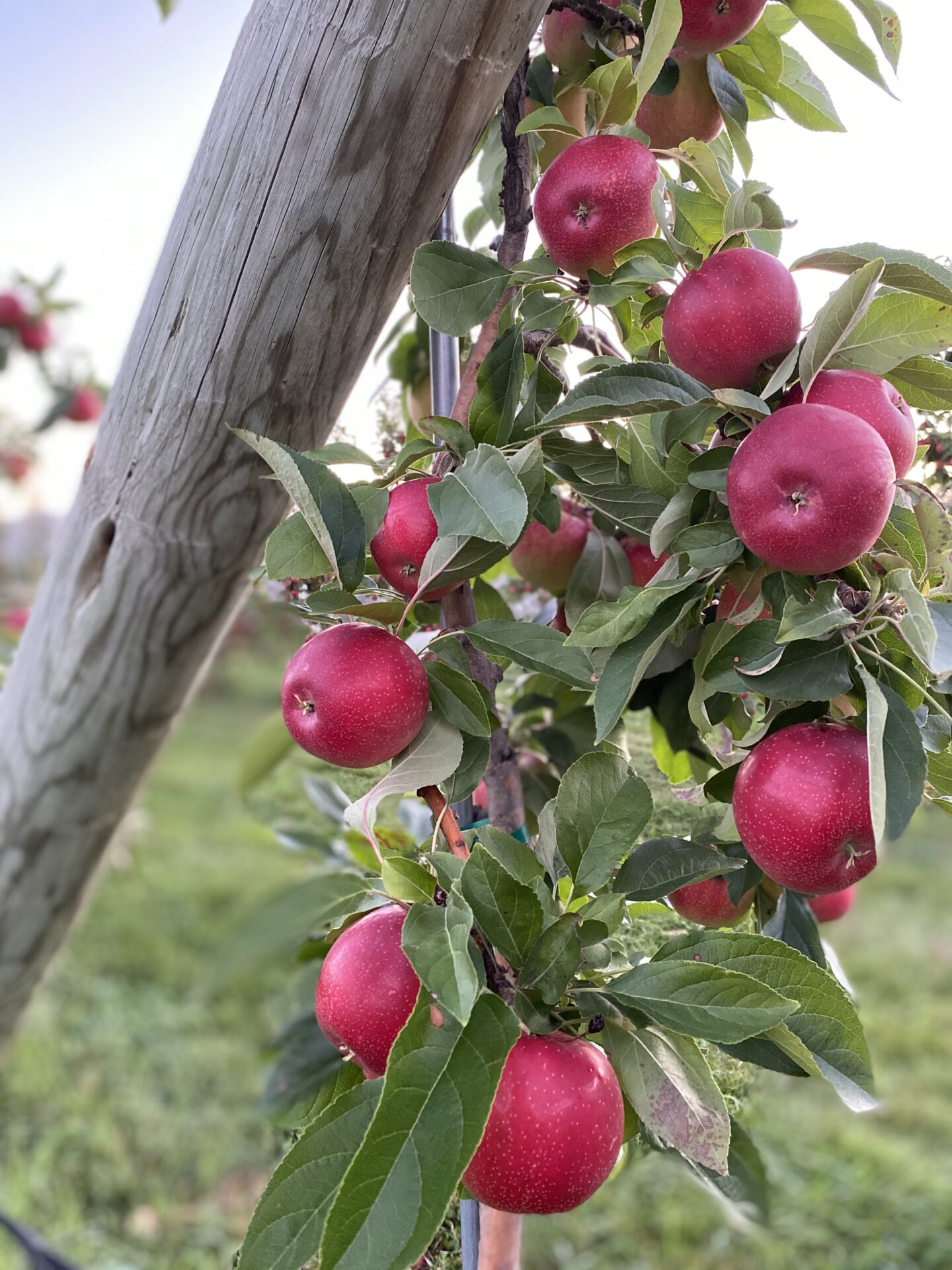2020.9.3 Taken Pine Tree Orchard Apples on tree 3 Minnesota Grown