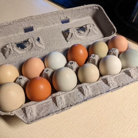 carton of eggs