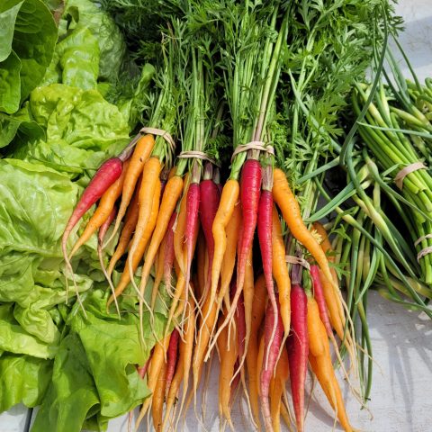 red and orange carrots