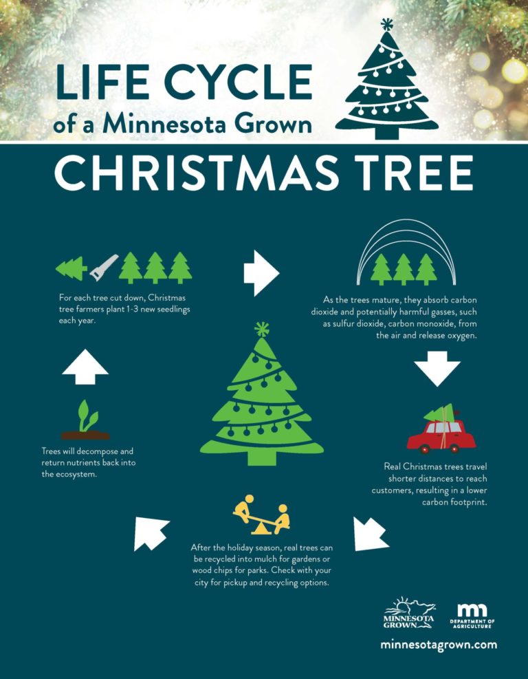 Christmas Tree Life Cycle Minnesota Grown
