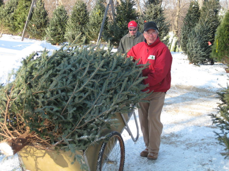Man carting Christmas tree