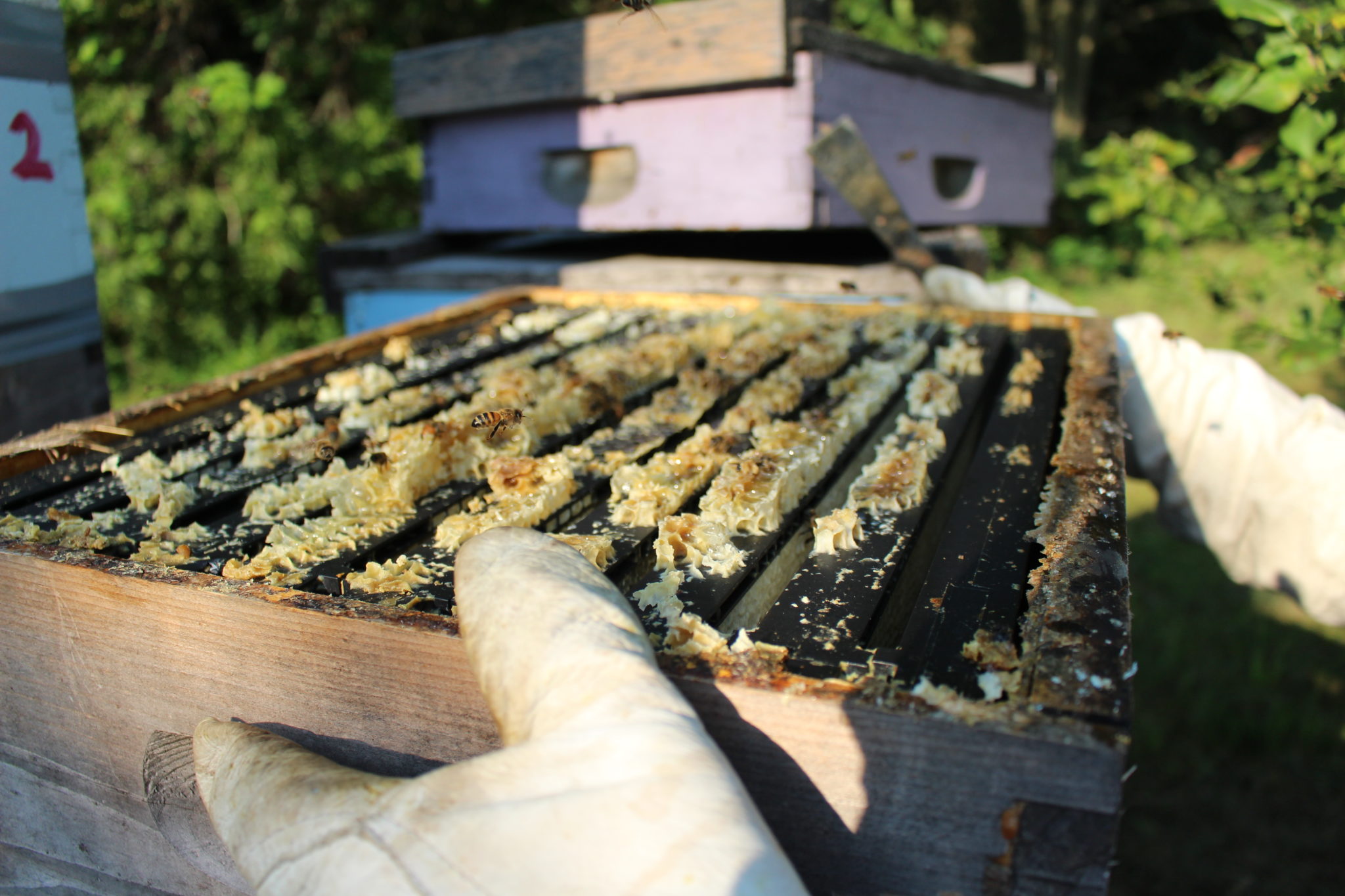 2016 09 02 Taken Bare Honey beekeeping (51) Minnesota Grown