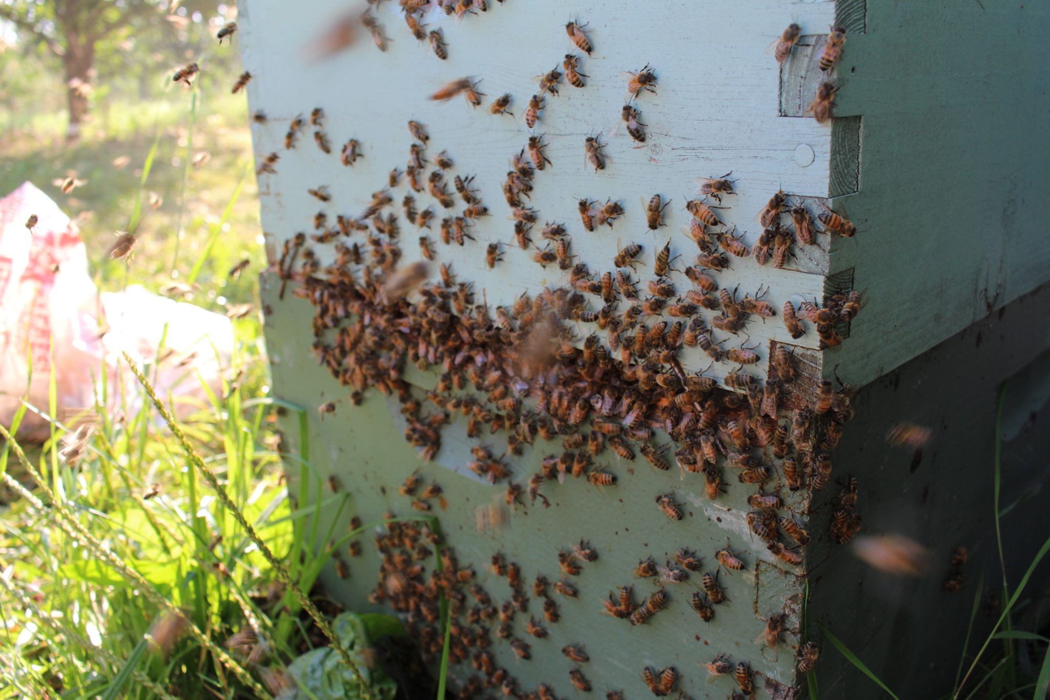 2016 09 02 Taken Bare Honey Bees (6) 