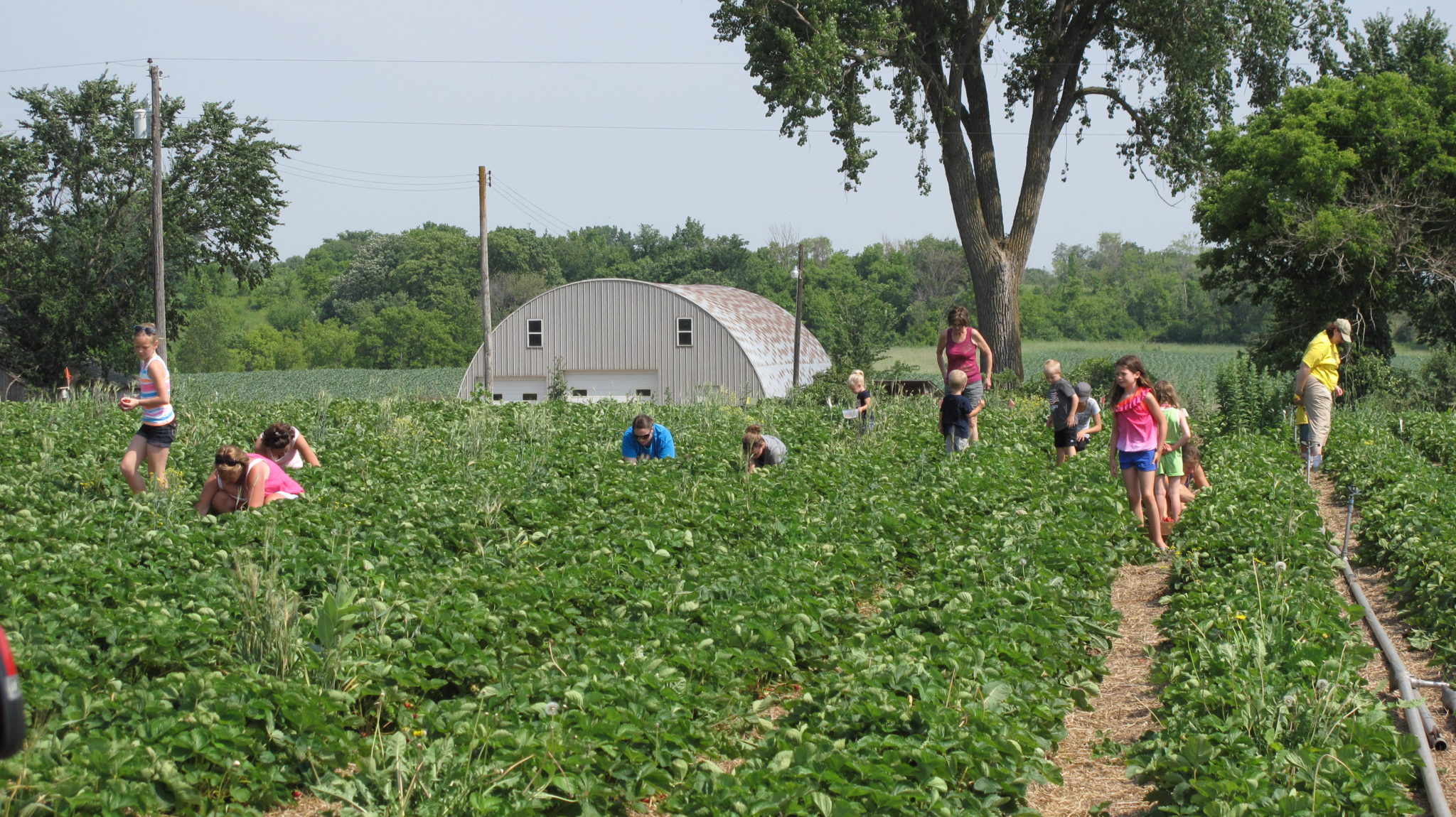 Strawberries Minnesota Grown