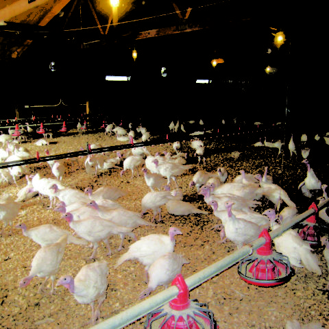 Turkeys inside barn