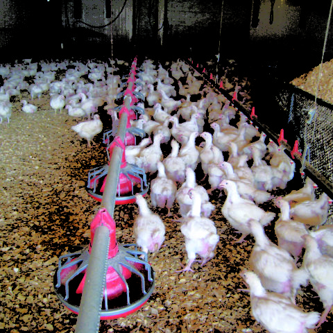 Broiler hens inside the barn
