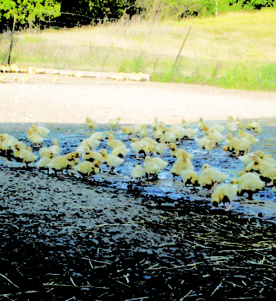 Ducklings roaming outside