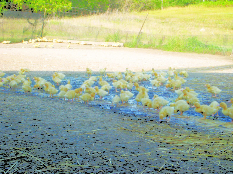 Ducklings roaming outside