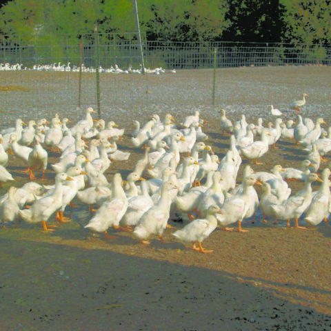Flock of ducks walking outside