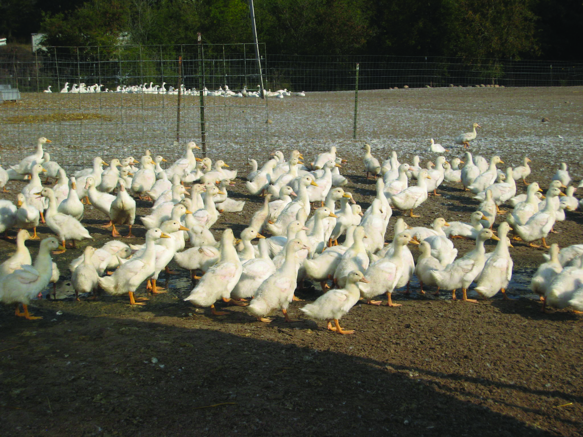 2018 12 17 Wild Acres Submitted herd of ducks Minnesota Grown