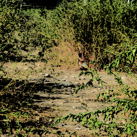 Pheasant hiding in the bushes