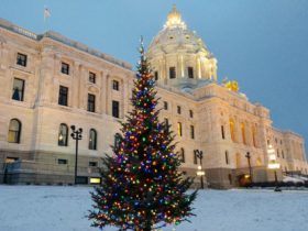 Happy land tree farm christmas tree displayed at the state capitol in Minnesota