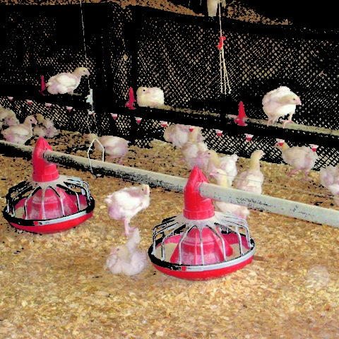 Young turkeys inside the barn