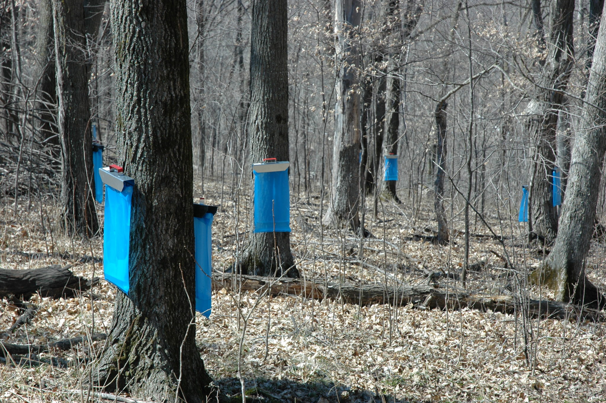 Maple Syrup Tapping 050 Minnesota Grown