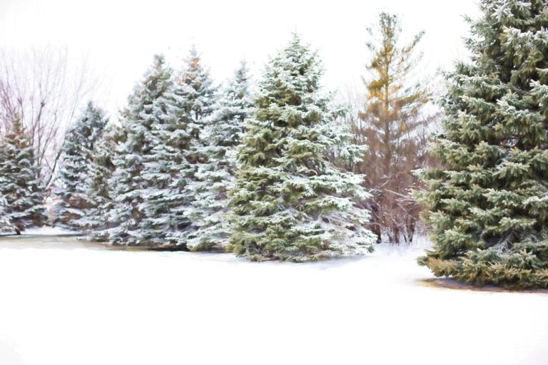 large pine trees covered in snow