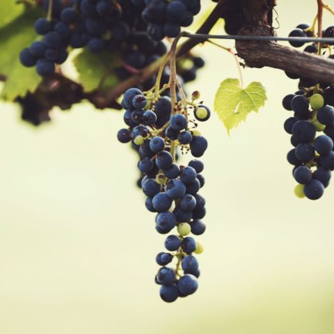 purple grapes hanging on the vine