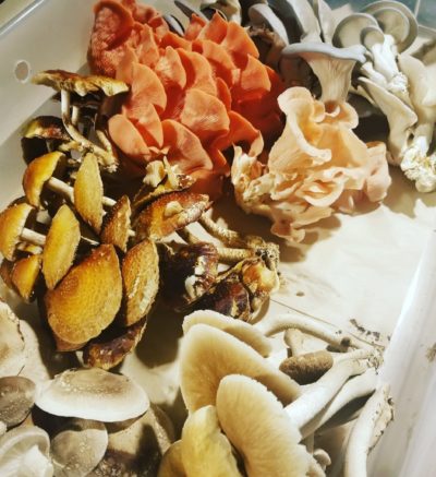 assorted box of mushrooms