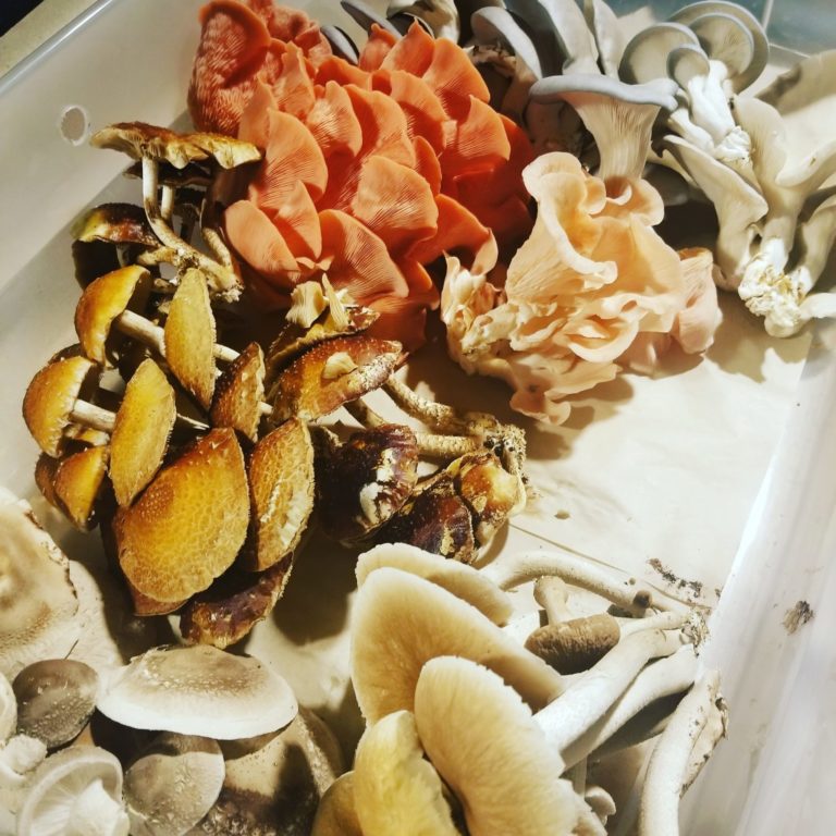 assorted box of mushrooms