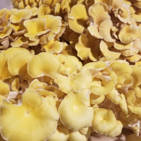 golden mushrooms