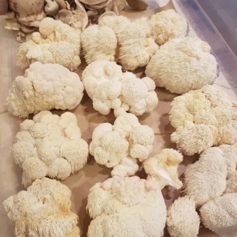 lion's mane mushrooms